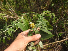 Buddleja stachyoides
