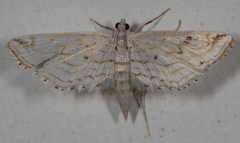 Parapoynx allionealis