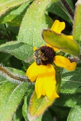 Megachilidae