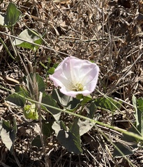 Convolvulus arvensis
