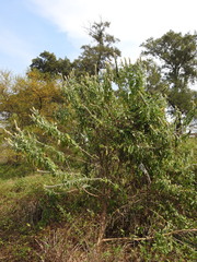 Buddleja stachyoides