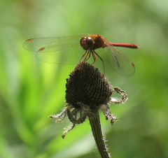 Sympetrum vicinum