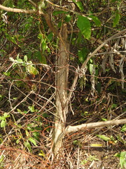Buddleja stachyoides