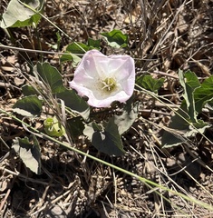 Convolvulus arvensis