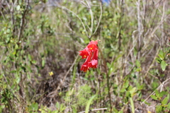 Phycella cyrtanthoides