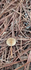 Conocybe tenera