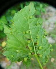 Daktulosphaira vitifoliae