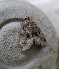 Protodeltote muscosula