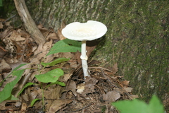 Amanita multisquamosa