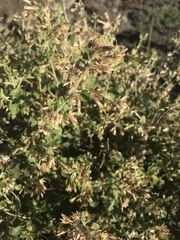 Brickellia californica