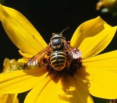 Paranthidium jugatorium lepidum