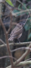 Turdus amaurochalinus