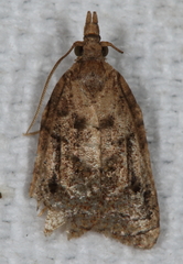 Platynota idaeusalis