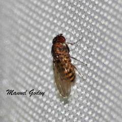 Drosophila repleta