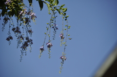Zonamegilla
