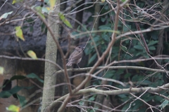 Turdus amaurochalinus