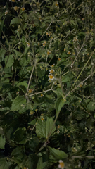 Galinsoga quadriradiata