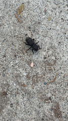 Phloeodes diabolicus