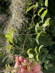 Clematis vitalba