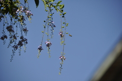 Zonamegilla