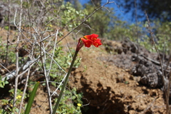 Phycella cyrtanthoides