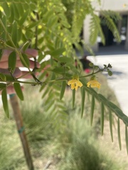 Tipuana tipu