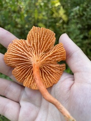 Cantharellus cinnabarinus