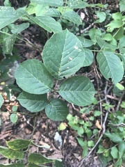 Fraxinus biltmoreana