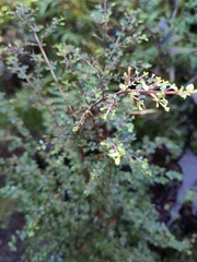 Coprosma quadrifida