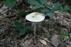 Amanita multisquamosa