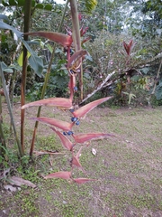 Heliconia chartacea