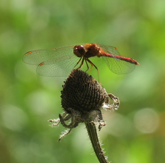 Sympetrum vicinum