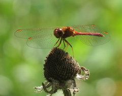 Sympetrum vicinum