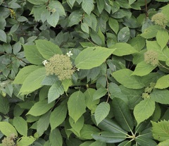 Hydrangea arborescens