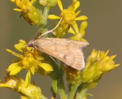 Achyra rantalis