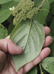 Hydrangea arborescens
