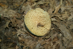 Gyroporus cyanescens