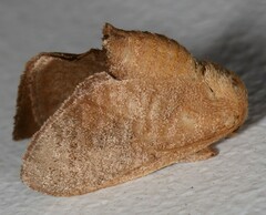 Isa textula