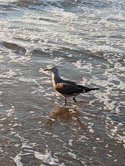 Larus heermanni