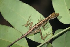 Anolis trachyderma