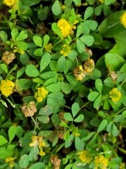 Trifolium campestre