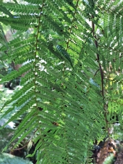 Cyathea