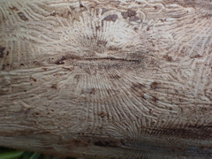 Scolytus
