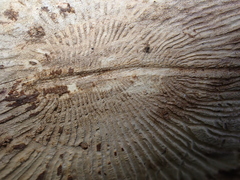Scolytus