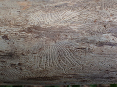 Scolytus