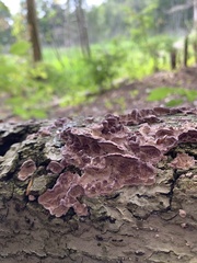 Trichaptum biforme