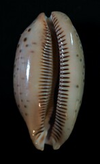 Macrocypraea zebra
