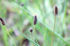 Plantago lanceolata