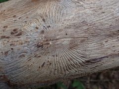 Scolytus