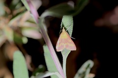 Pyrausta laticlavia